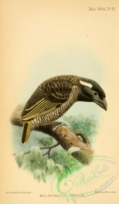 puffbirds-00059 - melanobucco tsanae