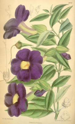 purple_flowers-00119 - 6975-thunbergia affinis [2155x3540]