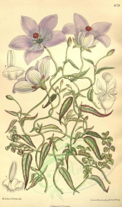 purple_flowers-00183 - 8178-codonopsis convolvulacea [2034x3456]