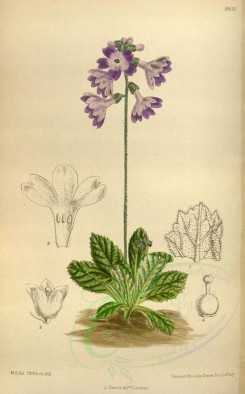purple_flowers-00232 - 8821-primula spicata [2185x3516]