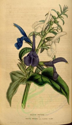 purple_flowers-00264 - salvia patens [2150x3690]