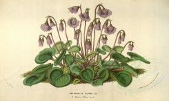 purple_flowers-00318 - soldanella alpina [3522x2100]