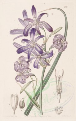 purple_flowers-00522 - 066-isiolirion montanum, Mountain Ixia-lily [2907x4614]