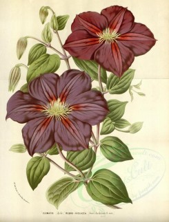 purple_flowers-00549 - clematis rubro-violacea [3594x4729]