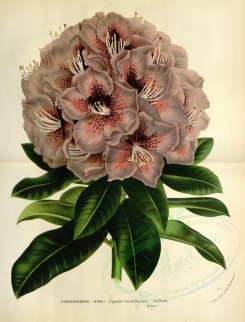 purple_flowers-00593 - rhododendron hippolyte van de woestyne [3601x4723]