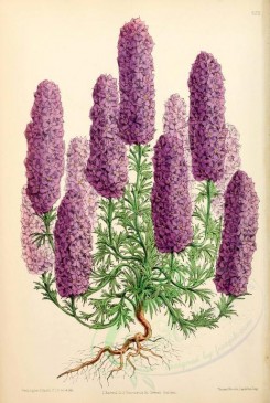 purple_flowers-00667 - Larkspur Candelabra-flowered [1943x2894]