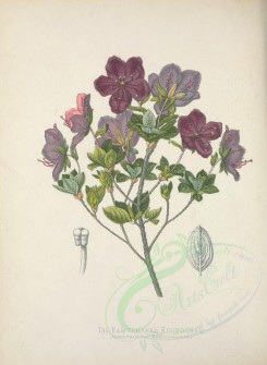 purple_flowers-00684 - Kamtchatka Rhodotham, rhodothamnus kamtchaticus [3284x4487]