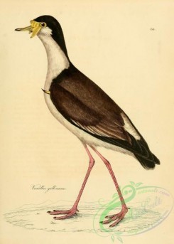 rails-00075 - vanellus gallinaceus