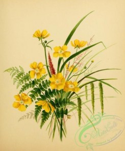 ranunculus-00316 - Buttercups, Ferns