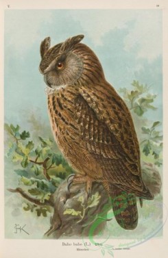raptors-00065 - Eurasian Eagle-Owl, bubo bubo