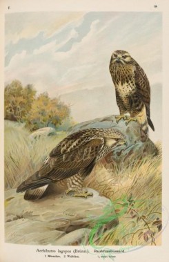 raptors-00097 - Rough-legged Hawk, archibuteo lagopus