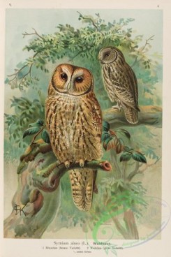 raptors-00102 - Tawny Owl, syrnium aluco
