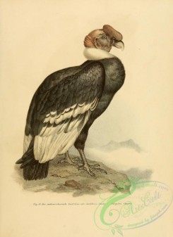 raptors-00178 - gryphus condor