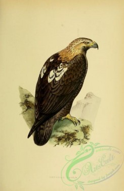 raptors-00205 - Imperial Eagle