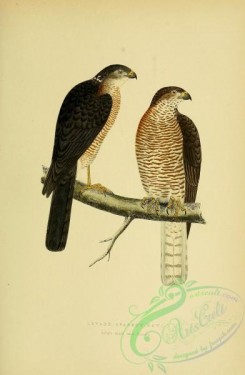 raptors-00210 - Levan Sparrow-Hawk