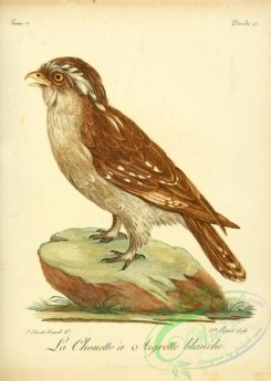 raptors-00259 - Crested owl