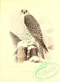 raptors-00293 - Falcon, 2