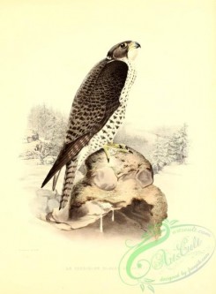 raptors-00294 - Falcon, 3