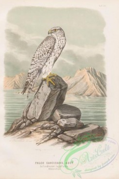 raptors-00318 - 017-Greenland Falcon, falco candicans