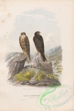 raptors-00328 - 028-Eleonora's Falcon, falco eleonorae