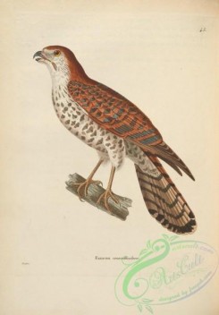 raptors-00485 - Mauritius Kestrel