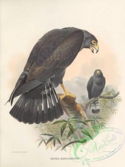 raptors-00550 - 004-Band-tailed Buzzard or Hawk, buteo zonocercus