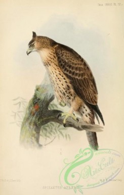 raptors-00560 - Ayres's Hawk-Eagle, spizaetus ayresii