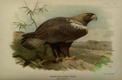 raptors-00604 - White-shouldered Eagle, aquila adalberti