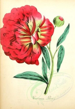 red_flowers-00001 - Common Peony [1856x2693]