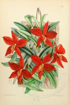 red_flowers-00019 - Sophronitis Grandiflora [1921x2897]