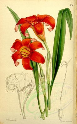 red_flowers-00097 - 5218-cyrtanthus gastronema sanguineus, Red-flowered Cyrtanthus [2162x3487]