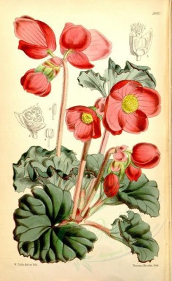 red_flowers-00111 - 5680-begonia bosaeflora, Rose-flowered Begonia [2252x3679]