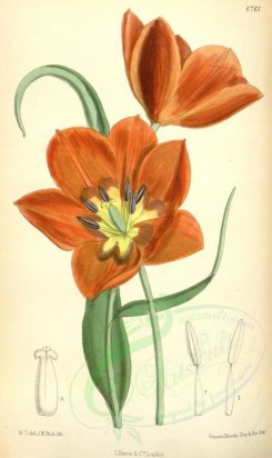 red_flowers-00144 - 6761-tulipa alberti [2122x3563]