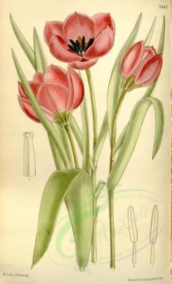 red_flowers-00164 - 7440-tulipa violacea [2100x3460]
