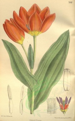 red_flowers-00178 - 7920-tulipa praestans [2136x3439]