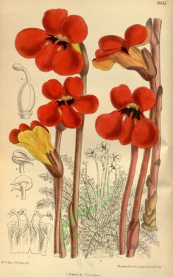 red_flowers-00208 - 8615-phelipaea foliata [2164x3469]