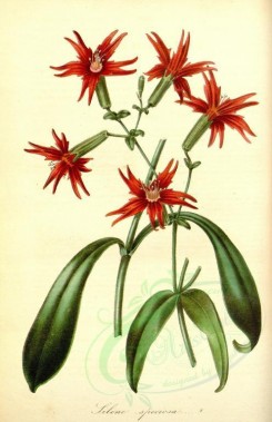 red_flowers-00227 - silene speciosa [2338x3613]