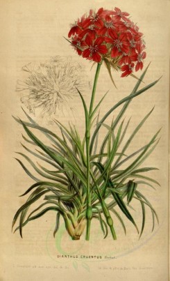 red_flowers-00252 - dianthus cruentus [2182x3588]