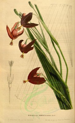 red_flowers-00257 - rigidella immaculata [2149x3530]