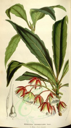 red_flowers-00336 - monocera grandiflora [2041x3693]