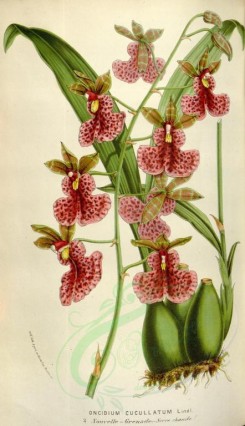 red_flowers-00339 - oncidium cucullatum [2114x3672]