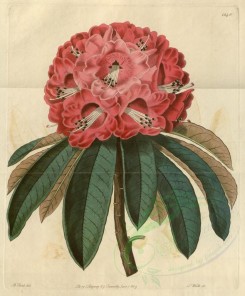 red_flowers-00419 - 1240-rhododendron arboreum roseum, Rose-coloured Tree Rhododendron [3250x3922]