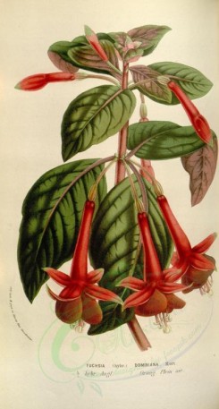 red_flowers-00434 - fuchsia dominiana [1986x3695]