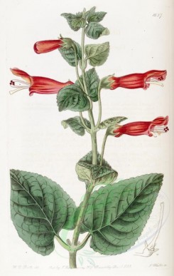 red_flowers-00474 - 1637-gesnera suttoni, Captain Sutton's Gesnera [2885x4558]
