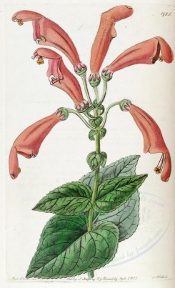 red_flowers-00482 - 1785-gesnera faucialis, Wide-mouthed Gesnera [2725x4476]