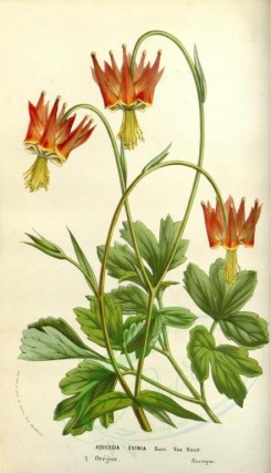 red_flowers-00521 - aquilegia eximia [2161x3761]
