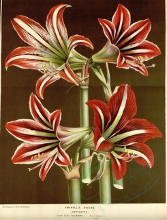 red_flowers-00594 - amaryllis divers, 4 [3667x4798]