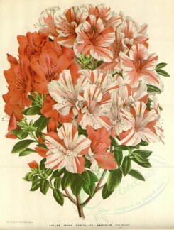 red_flowers-00595 - azalea indica punctulata omnicolor [3629x4799]