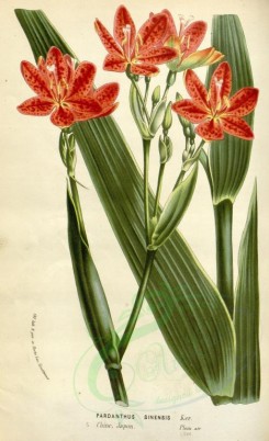 red_flowers-00597 - pardanthus sinensis [2190x3587]