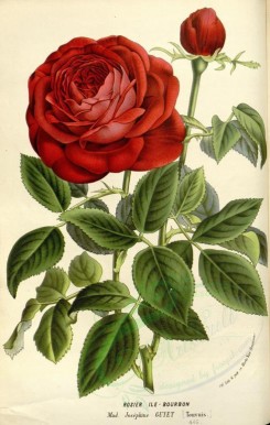 red_flowers-00599 - Rose Ile-Bourbon [2358x3707]